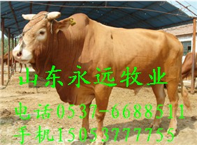 贵州白云肉牛价格山东济宁肉牛价格哪里肉牛便宜