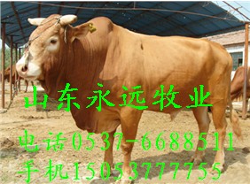 贵州钟山肉牛价格山东济宁肉牛价格哪里肉牛便宜