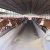 大型肉牛养殖场中国大型肉牛养殖基地