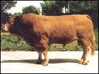 肉牛 肉牛犊 品种肉牛