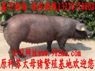 蚌埠苏太母猪价格