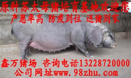 沧州苏太母猪价格