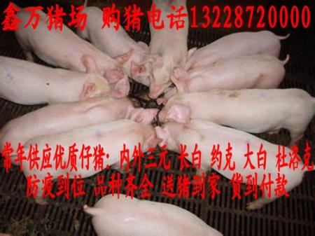 安图三元猪价格