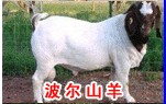 肉牛犊价格 肉牛养殖方法