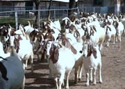 湖南岳阳哪里有卖波尔山羊的永州种羊养殖场在什么地方