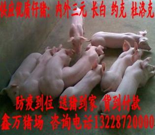 海南省仔猪价格