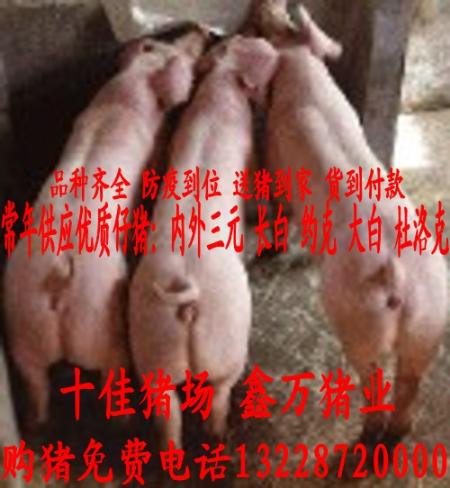 贵州省仔猪价格