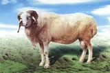 肉羊养殖