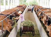 肉牛养殖基地肉牛犊价格黄牛