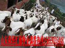 2014安徽波尔山羊种羊价格走势