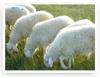 波尔山羊养殖厂-纯种波尔山羊价格