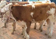 肉牛养殖 肉牛品种 种牛繁殖