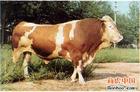 黄石肉牛市场信息养殖肉牛的价格
