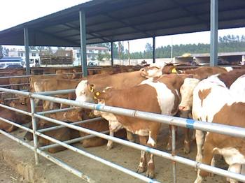 西门塔尔牛 肉牛引种山东肉牛