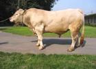 肉牛价格走势-肉牛养殖技术-西门塔尔牛