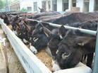 肉驴养殖成本运算-肉驴养殖场中信牧业