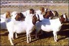 波尔山羊3000  肉羊价格 肉牛犊价格