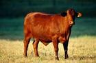 供养牛行情养殖效益的分析