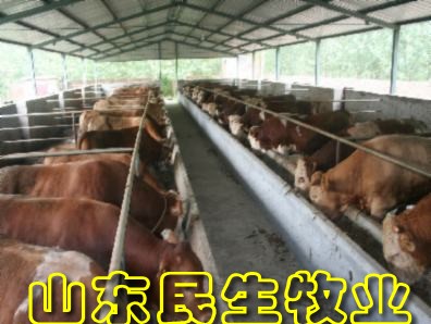 2013年肉牛行情预测 养殖肉羊行情预测湖南肉牛养殖基地