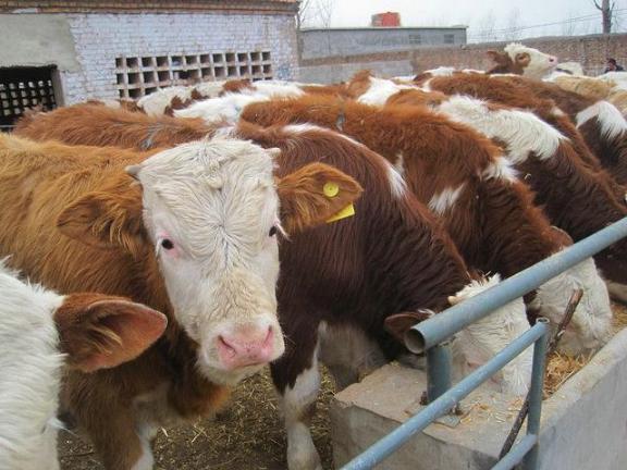 内蒙赤峰养一头肉牛赚多少钱红山区肉牛犊养殖品种