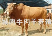杭州肉牛养殖场 杭州肉驴养殖场