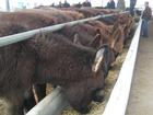 新疆肉牛犊价格小牛犊价格