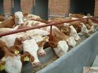 福建养牛业现状 科学肉牛犊养殖技术推