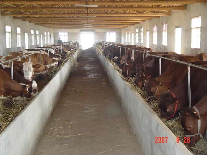 肉牛养殖标准技术