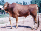 福建育肥肉牛犊品种山东育肥牛犊价格
