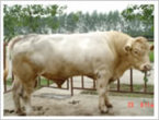 肉牛犊价格肉牛犊养殖场改良肉牛犊养