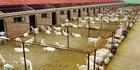 肉牛犊价格改良牜养殖场肉牛犊养殖基地