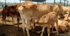 山西忻州肉牛养殖场