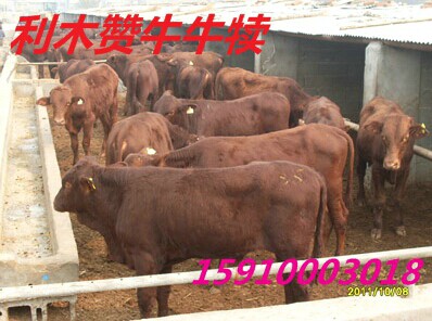 肉牛市场行情小黄牛卖价