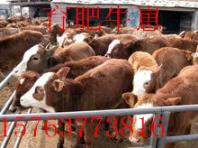 鲁西黄牛牛犊市场价格