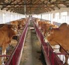 浙江那有正规的肉牛养殖基地