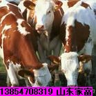 贵州肉牛养殖品种介绍 肉牛犊饲养效益分析