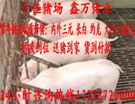 宝清约克仔猪价格