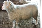 怎么养牛	羊的长势什么羊出肉率高