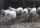 怎么养牛	肉羊价格养羊场肉羊养殖场
