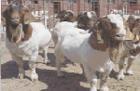 怎么养牛	养羊场肉羊养殖场