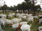怎么养牛	养羊怎么样肉羊效益