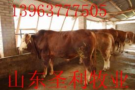 品种牛的养殖方法纯种西门塔尔牛的外貌特征