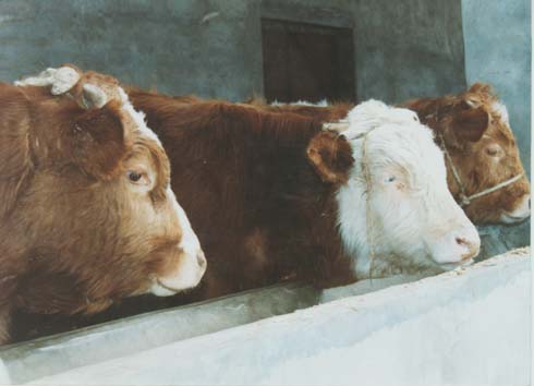 什么牛长势最快那种牛抗病能力强肉食牛养殖