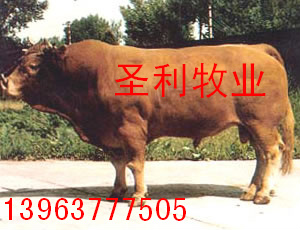 品种牛的养殖技术方法纯种西门塔尔牛的外貌
