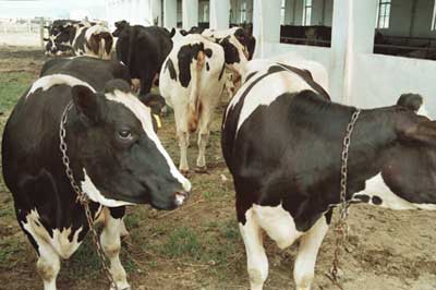 什么样的牛效益好 什么行业风险小利润高肉