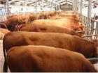今年养牛的市场怎么样未来牛价格