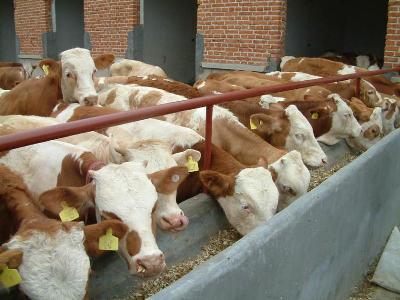 什么牛品种好管理不易生病而且长的快-养牛
