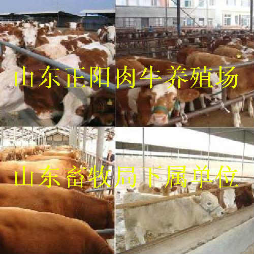 300-400斤的杂交黄牛犊多少钱