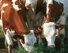 肉牛犊养殖效益分析 肉牛养殖效益分析