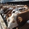 上海肉牛养殖育肥牛效益 育肥羊的纯利润